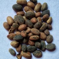 JayapayaSeeds.jpg
