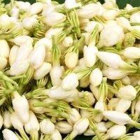 fragrance-mogra-flower-500x500-1.jpg