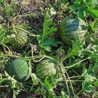 indrayan-bitter-apple-extract-500x500-1.jpg