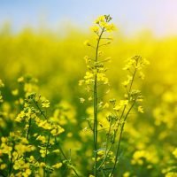 rapeseed-oil-field-flower-732x549-thumbnail.jpg